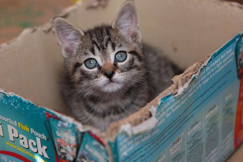 One of the kittens dumped in a country lane