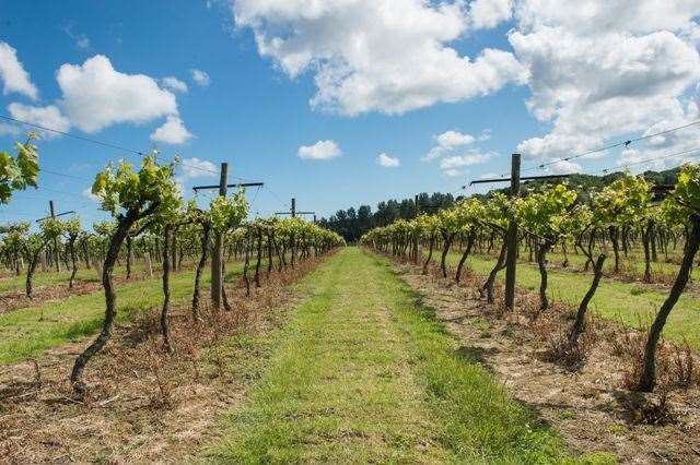 Biddenden Vineyard