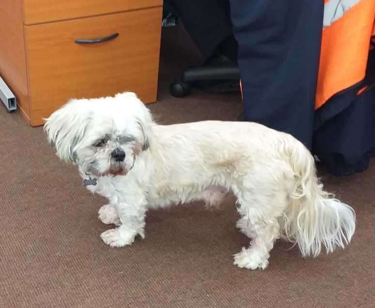 Teddy was looked after at Canterbury bus station. Picture: Stagecoach