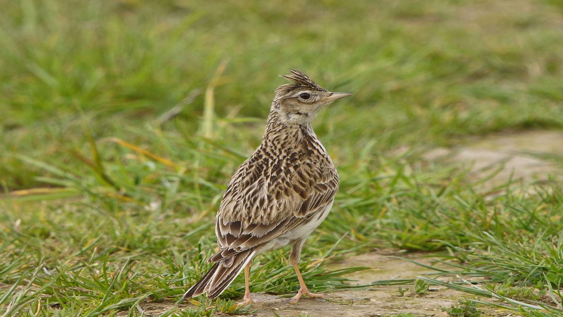 A skylark