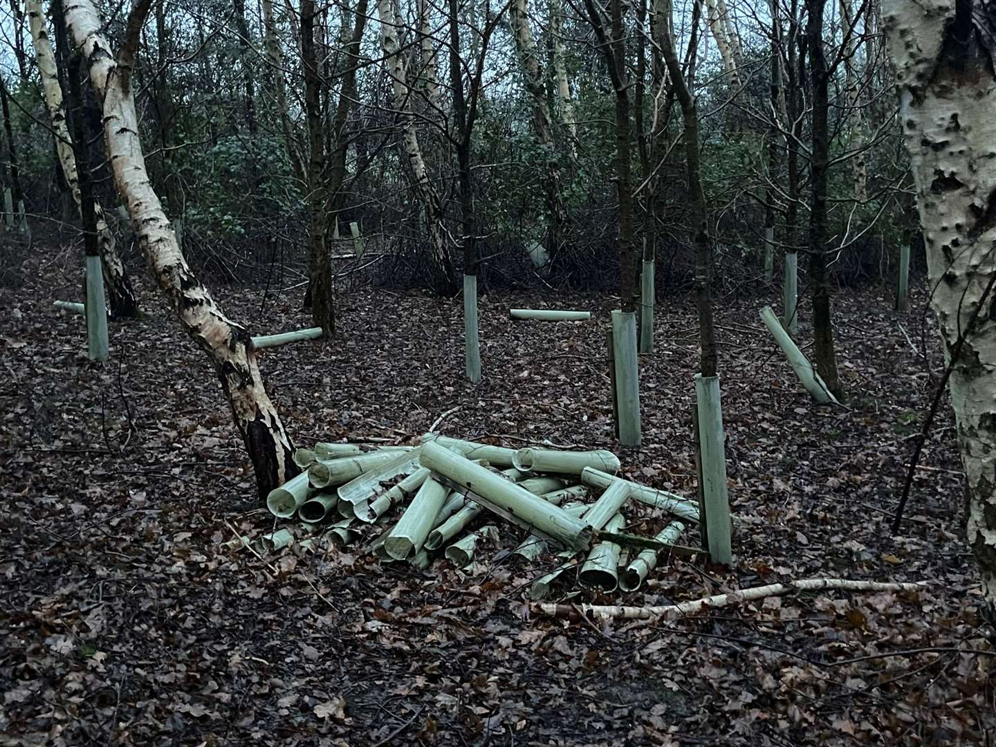 Around 5,000 covers are set to be cleared from the woodland. Picture: Dave Green