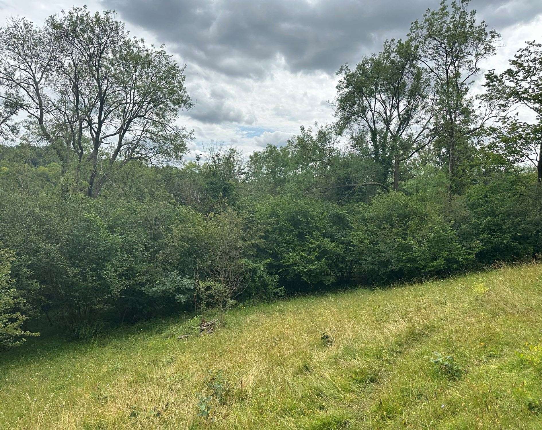 Downe Bank Nature Reserve in Bromley hosts the opening episode of Planet Earth III