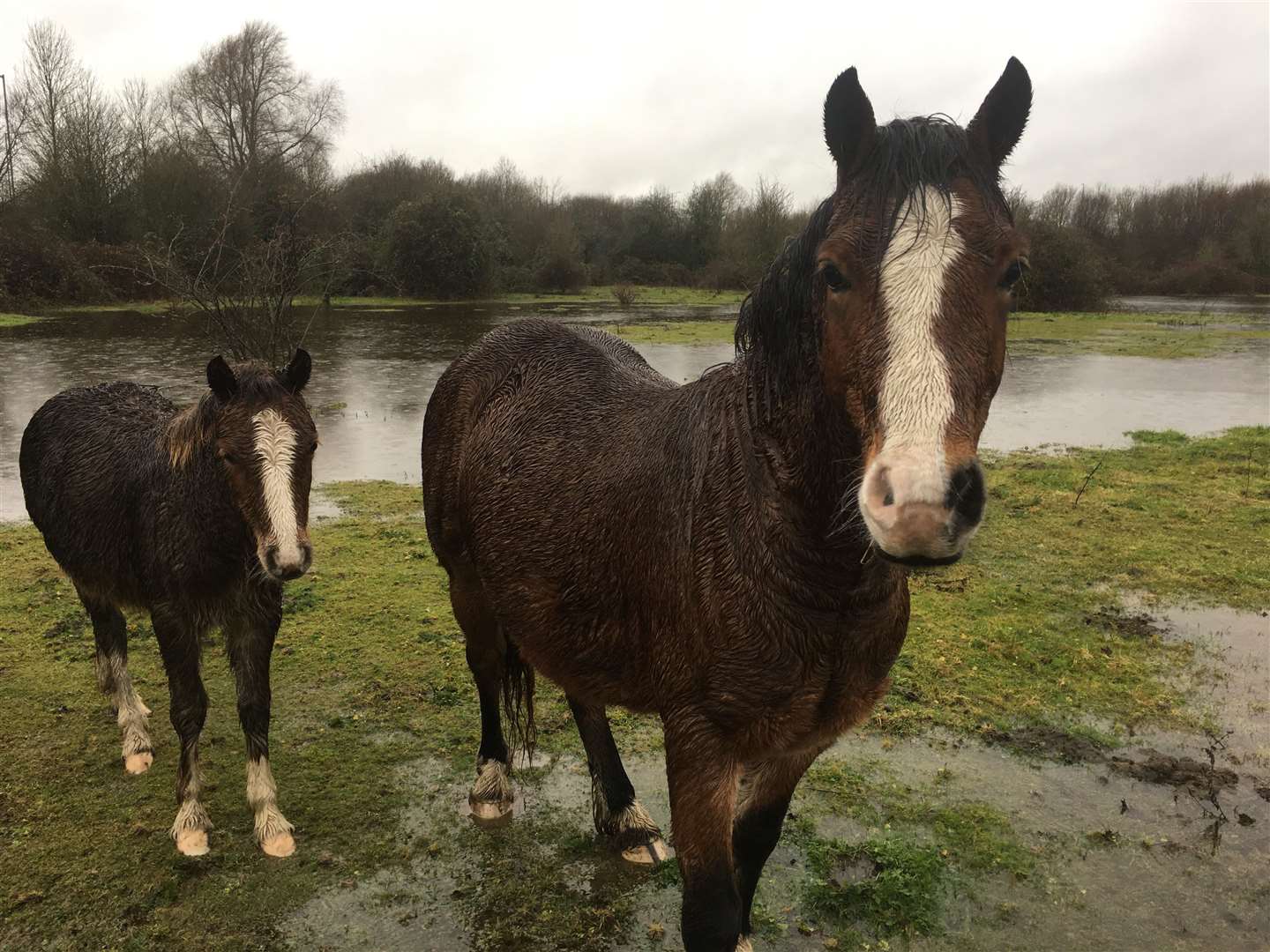 Horses have been penned in by the increasing groundwater (24782012)