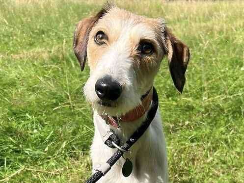 Nora the lurcher. Picture: Last Chance Animal Rescue