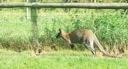 Wesley before vanishing from Badgers Hill Farm at Chilham