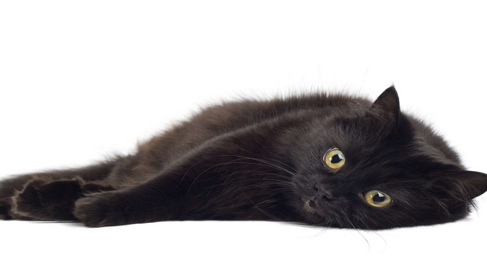 Many black cats are overlooked by prospective owners