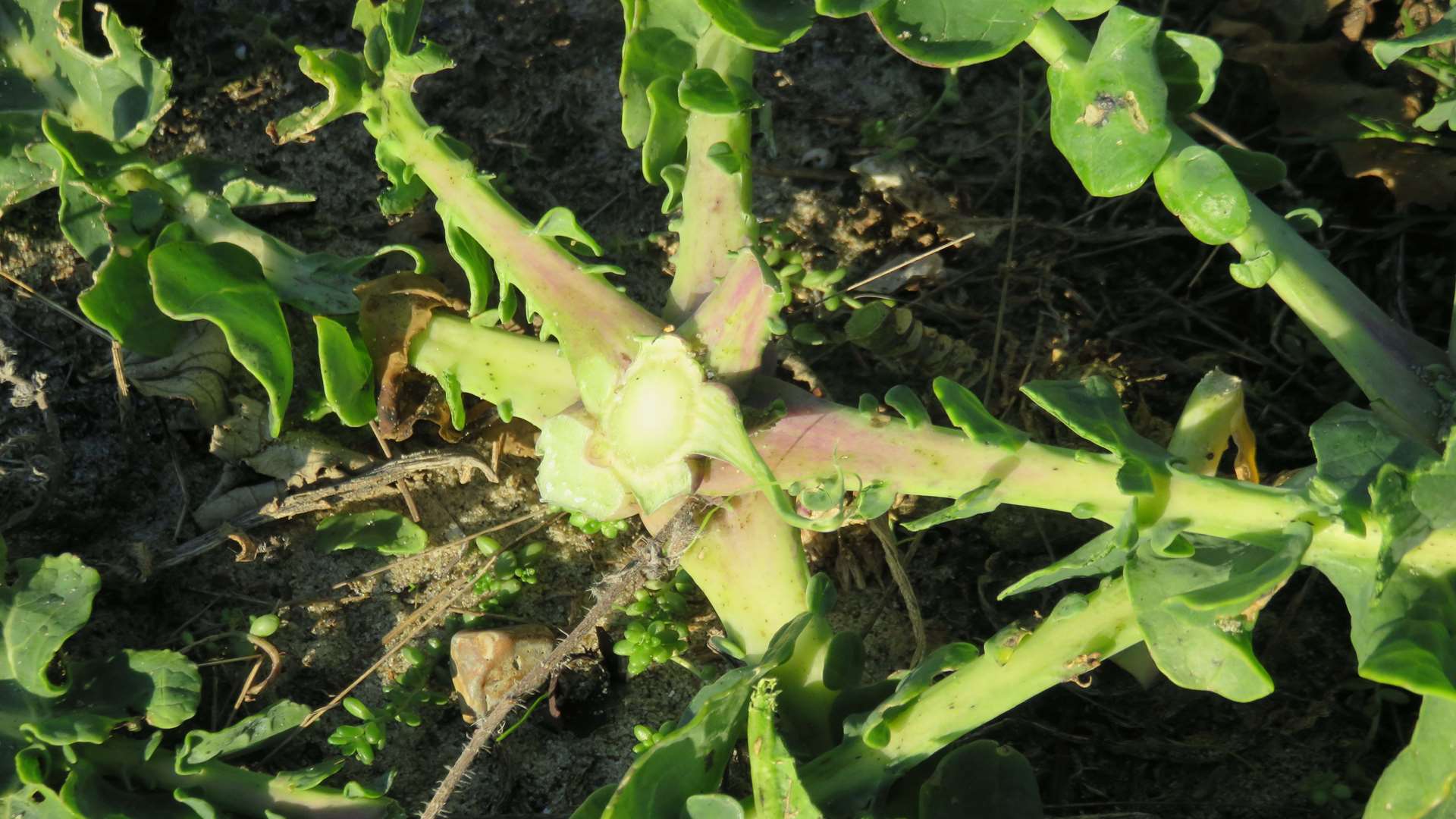 Thieves stole wild cabbages and rock samphire plants