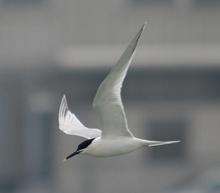 Sandwich tern