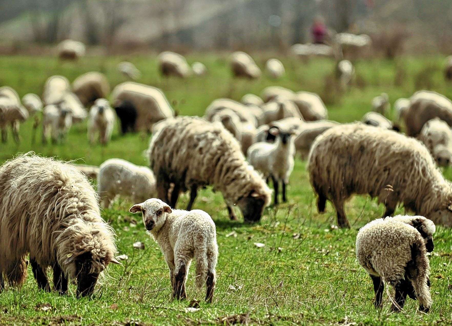 Lambing time on a farm