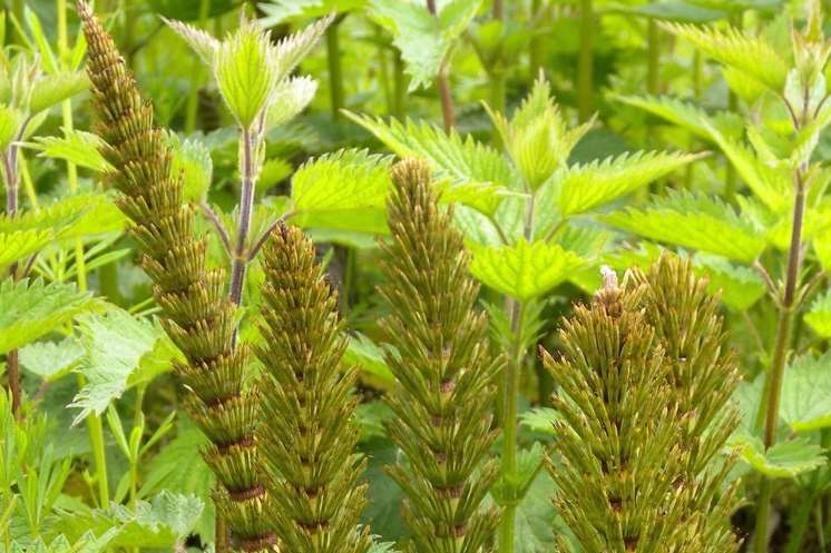 Horsetail plants can be seen on this walk