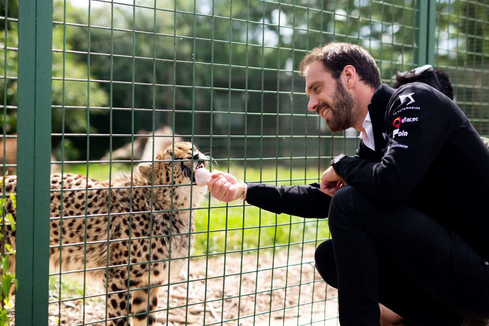 Jean-Eric Vergne feeds Willow, who starred on the Big Cats About The House programme. Picture: DS TECHEETAH