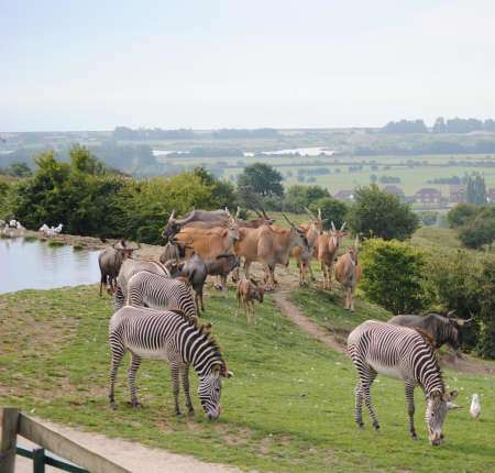 Livingstone Lodge Safari Experience