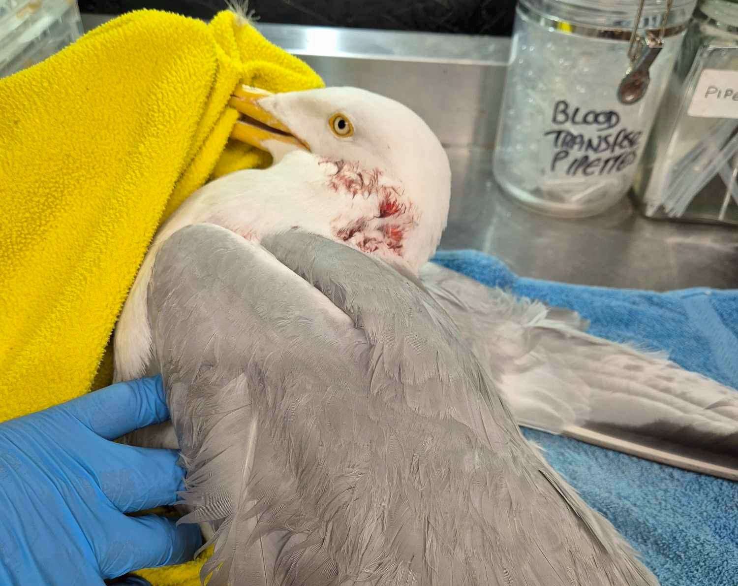 The injured seagull was found in Oare near Faversham. Picture: Serena Henderson