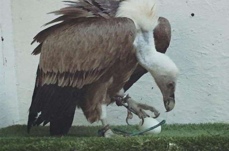 Harold laid an egg, despite staff thinking she was a male for 20 years