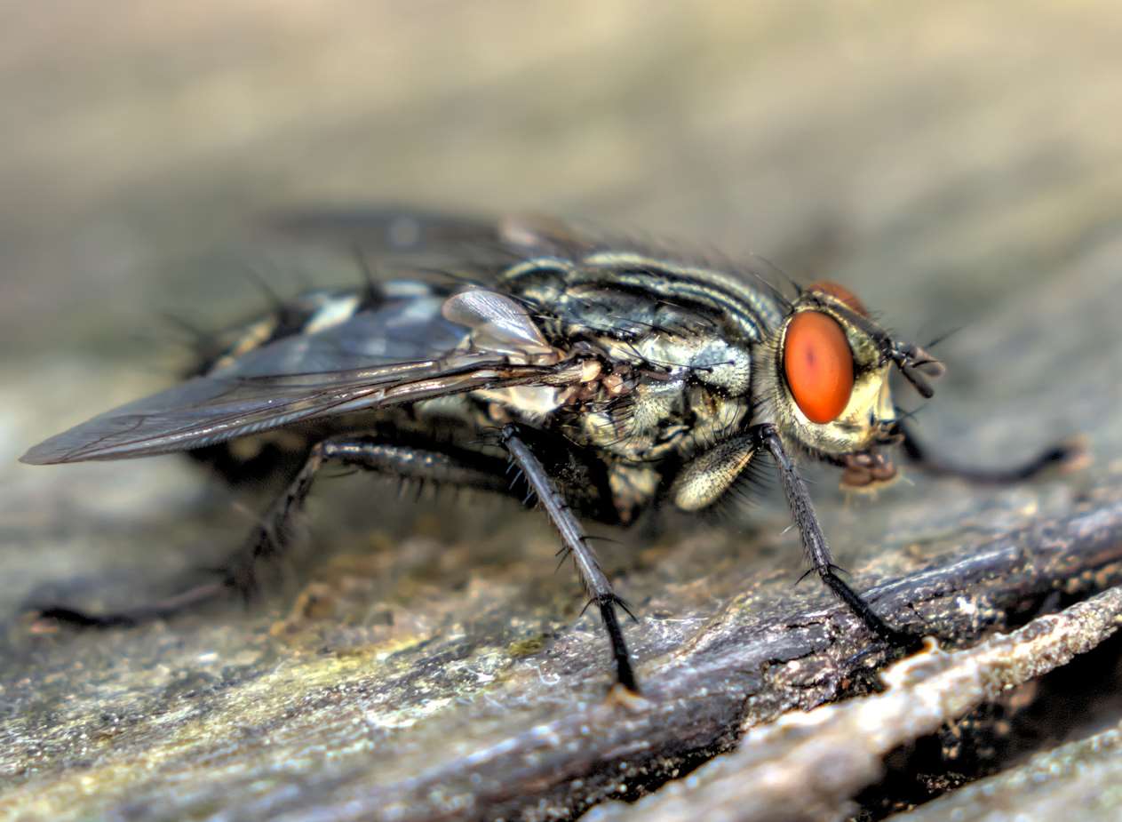 The pair are having to hoover up the insects. Picture: Getty Images