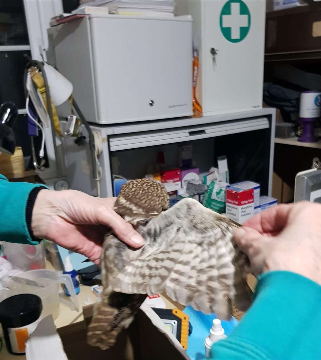 Kent Wildlife Rescue saved a Little Owl who had fallen into a lit fire in Upchurch, Sittingbourne