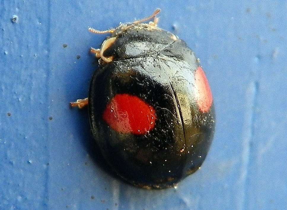 The harlequin ladybird