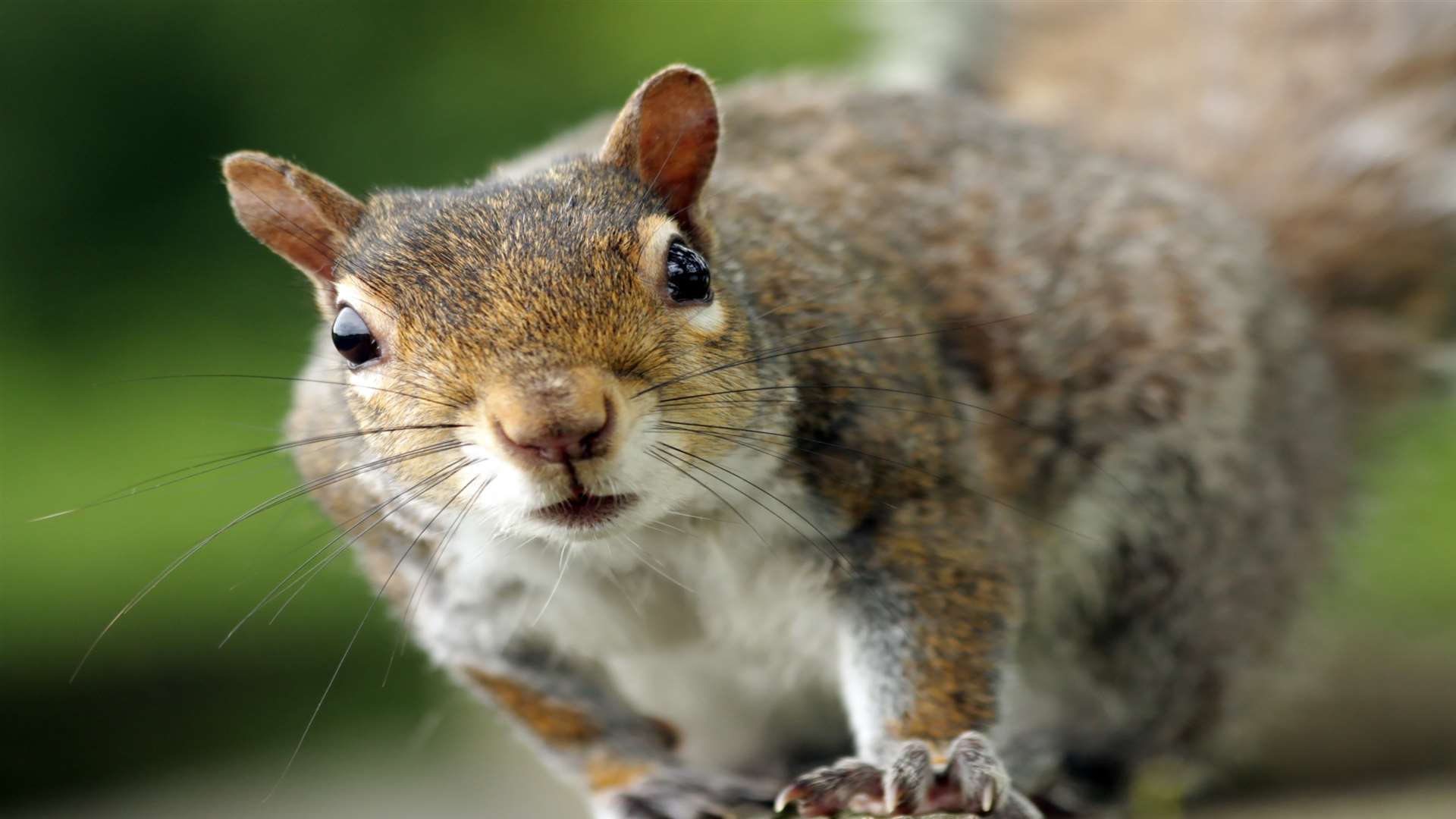 Squirrel on the line