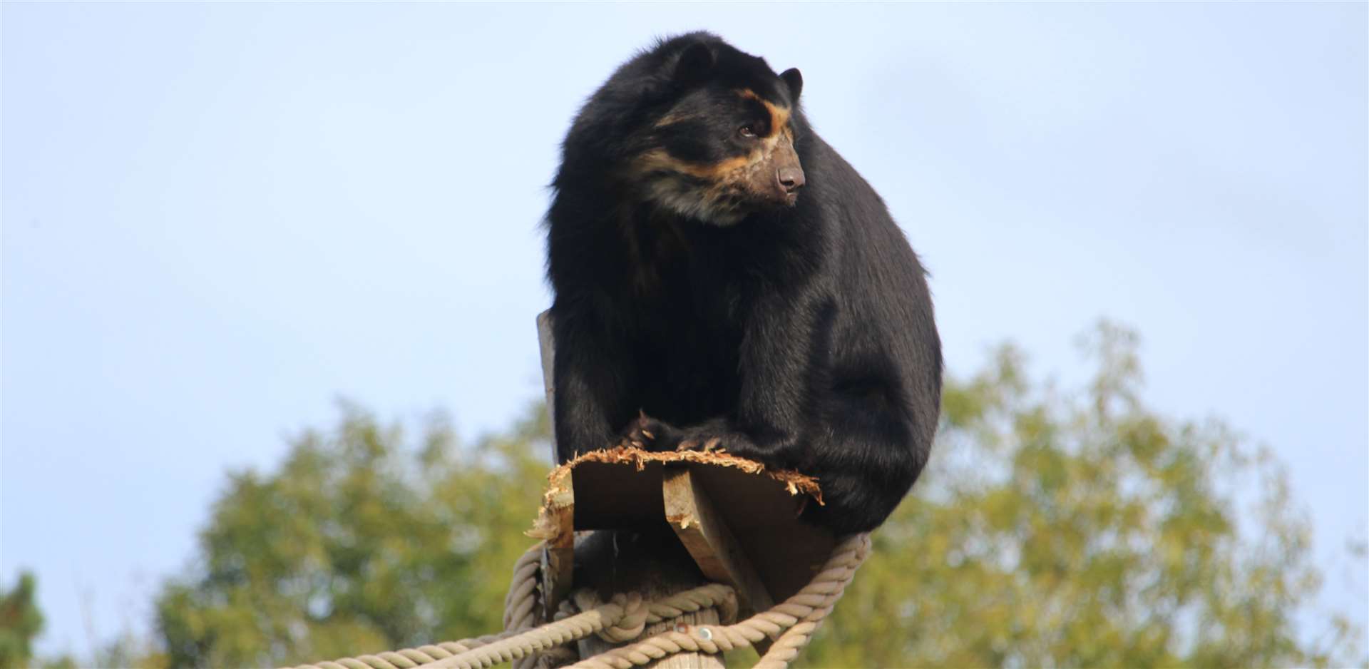 You can spot the pair of spectacled bears from the restaurant. Picture: Port Lympne Reserve