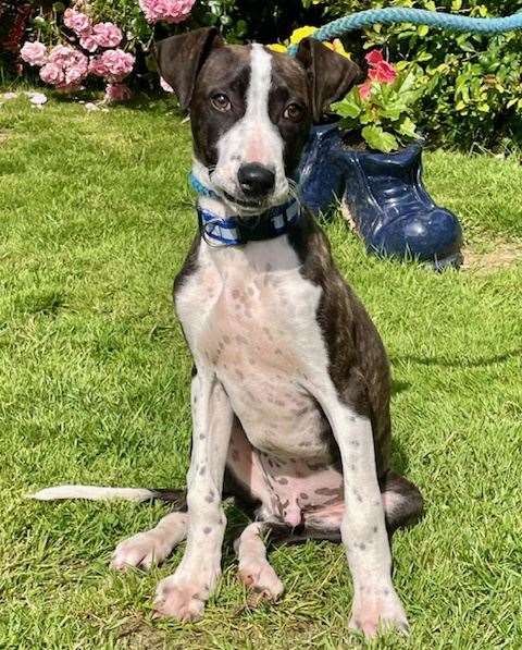 One of two young lurcher types in need of a home