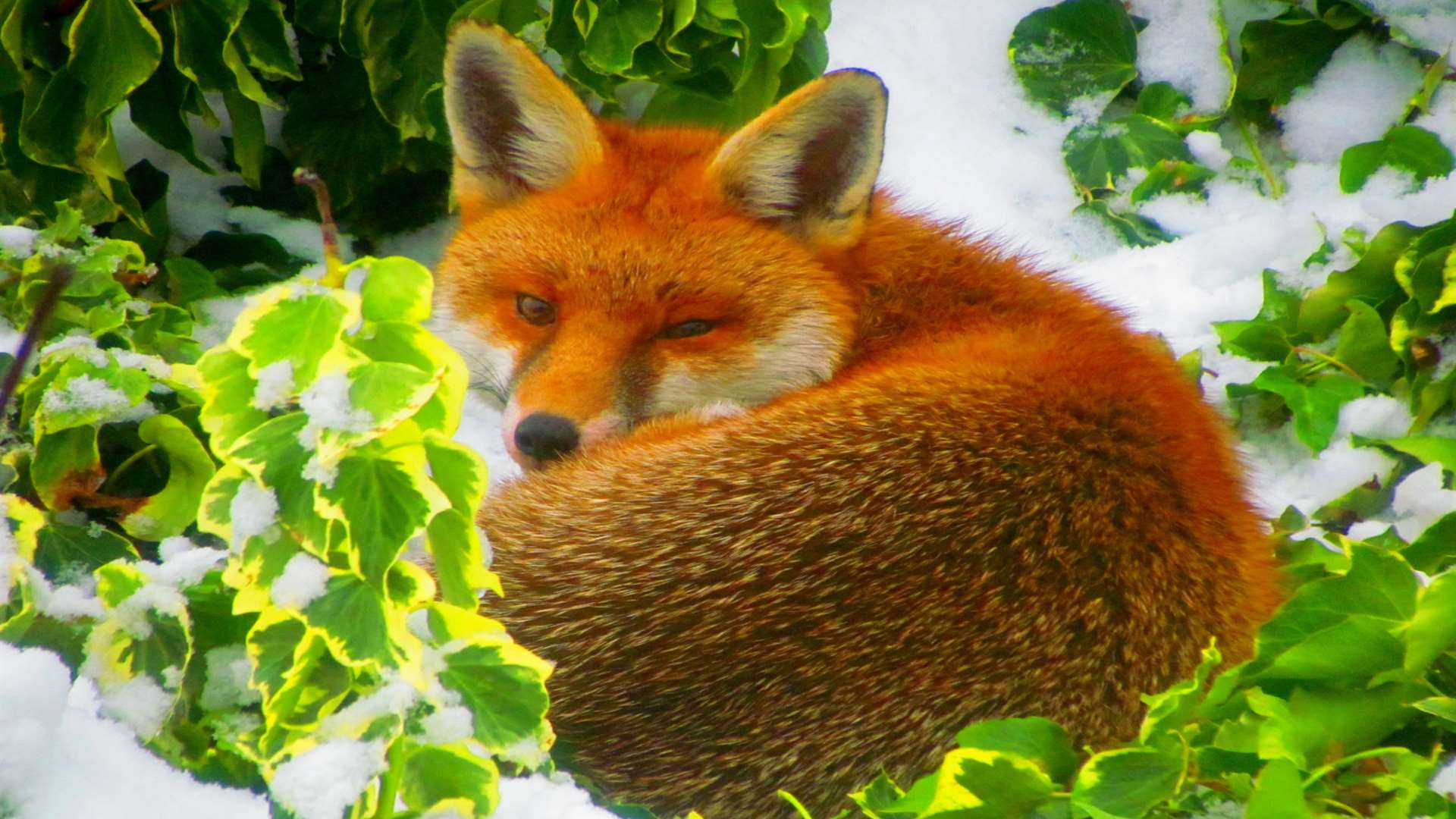 Six foxes were exterminated in the cull after "leaving trails of excrement" on the course. Library image.