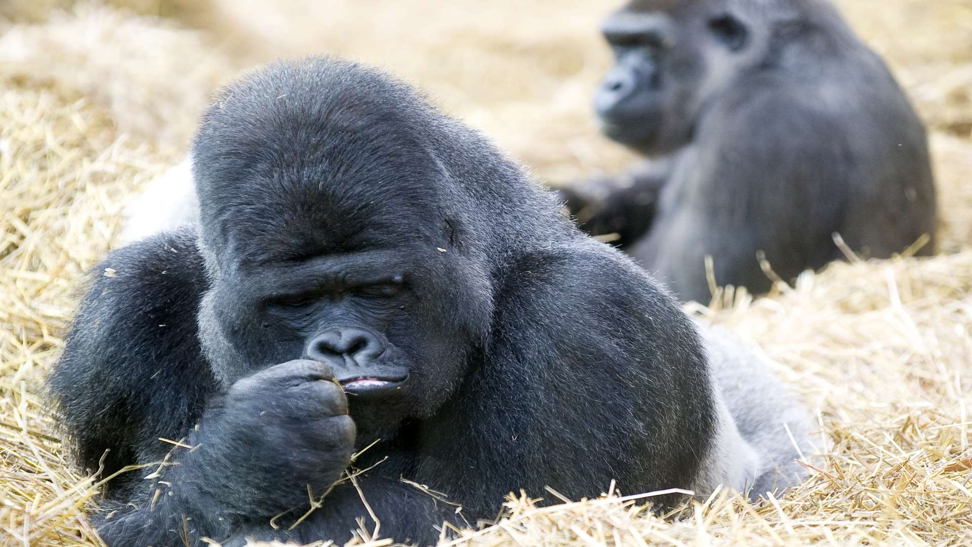 Djala at Port Lympne Wild Animal Park. Picture: Dave Rolfe