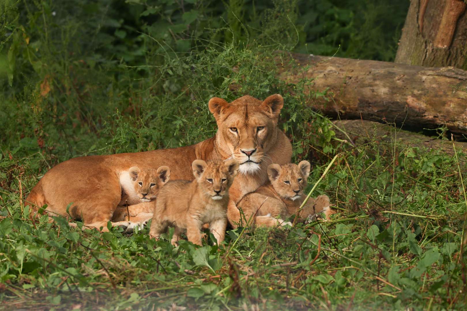 Oudrika with Kulinda, Khari and Binti. Picture: Port Lympne