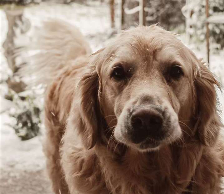 Ollie the golden retriever