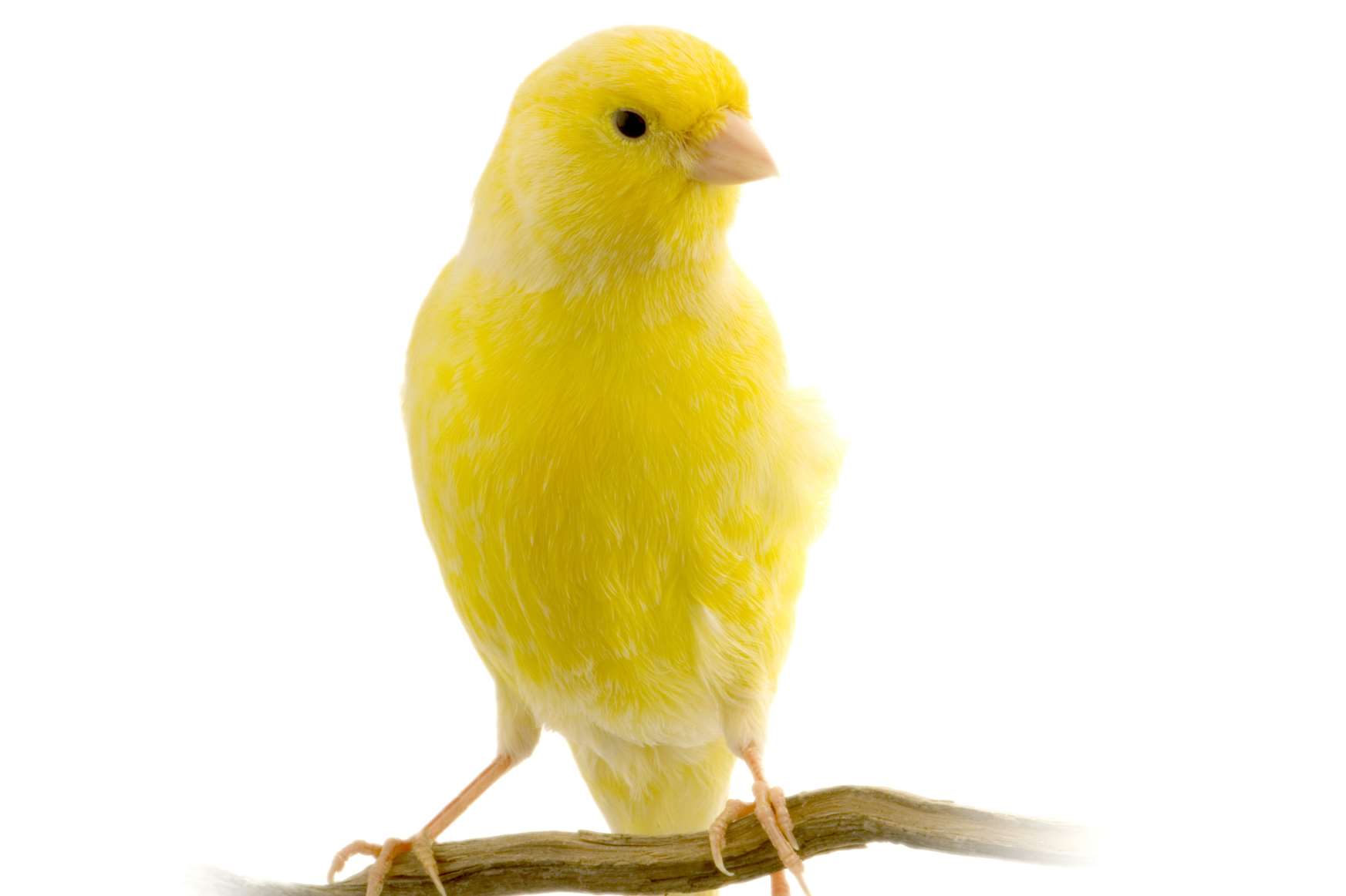 A canary.