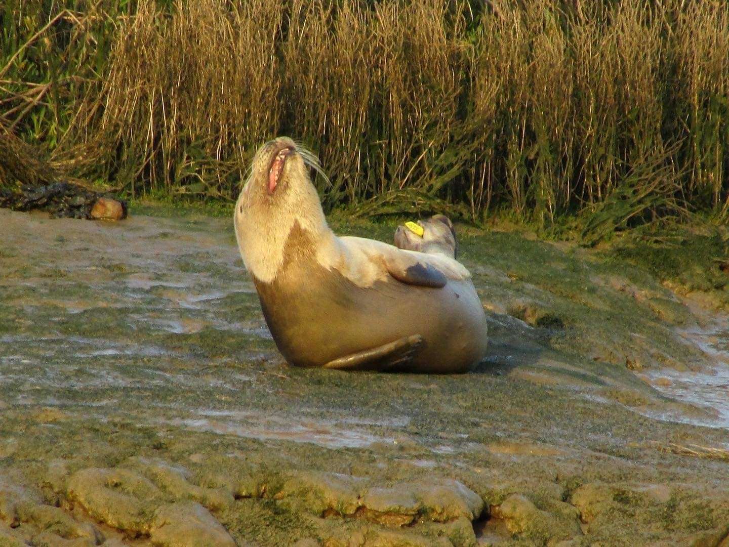 A seal sunbathing on Faversham Creek outside The Shipwright's Arms Picture: Mike Rogers