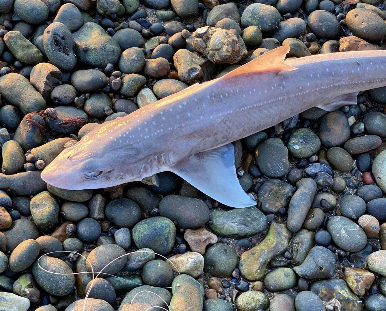 Dead sea creatures were found near Hampton Pier. Picture: Jordan Knight