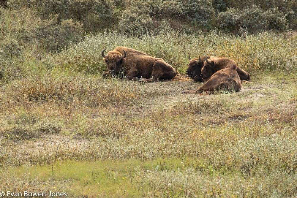 Bison at Netherlands wilding project. Picture: Evan Bowen-Jones