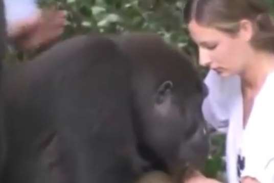 Tansy Aspinall reunited with one of the primates she knew as a child. Courtesy of Aspinall Foundation