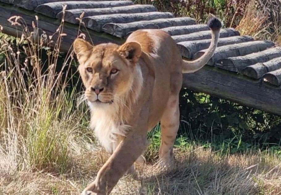 Grace had a calm demeanour, according to the team at Howletts Picture: Howletts Wild Animal Park