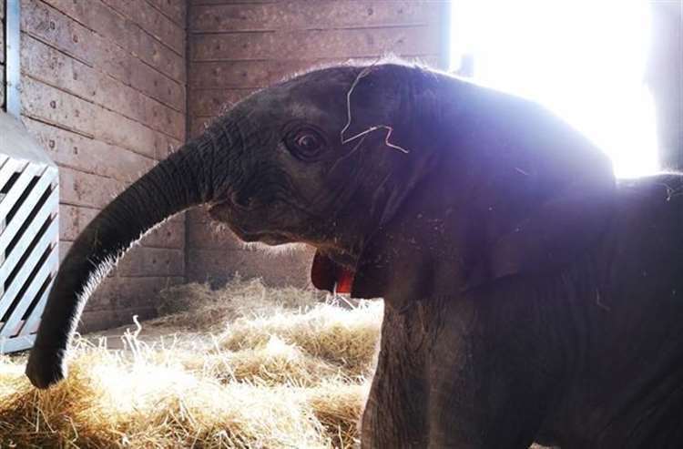 This little calf was born at Howletts in 2019. Picture: Laura Bird