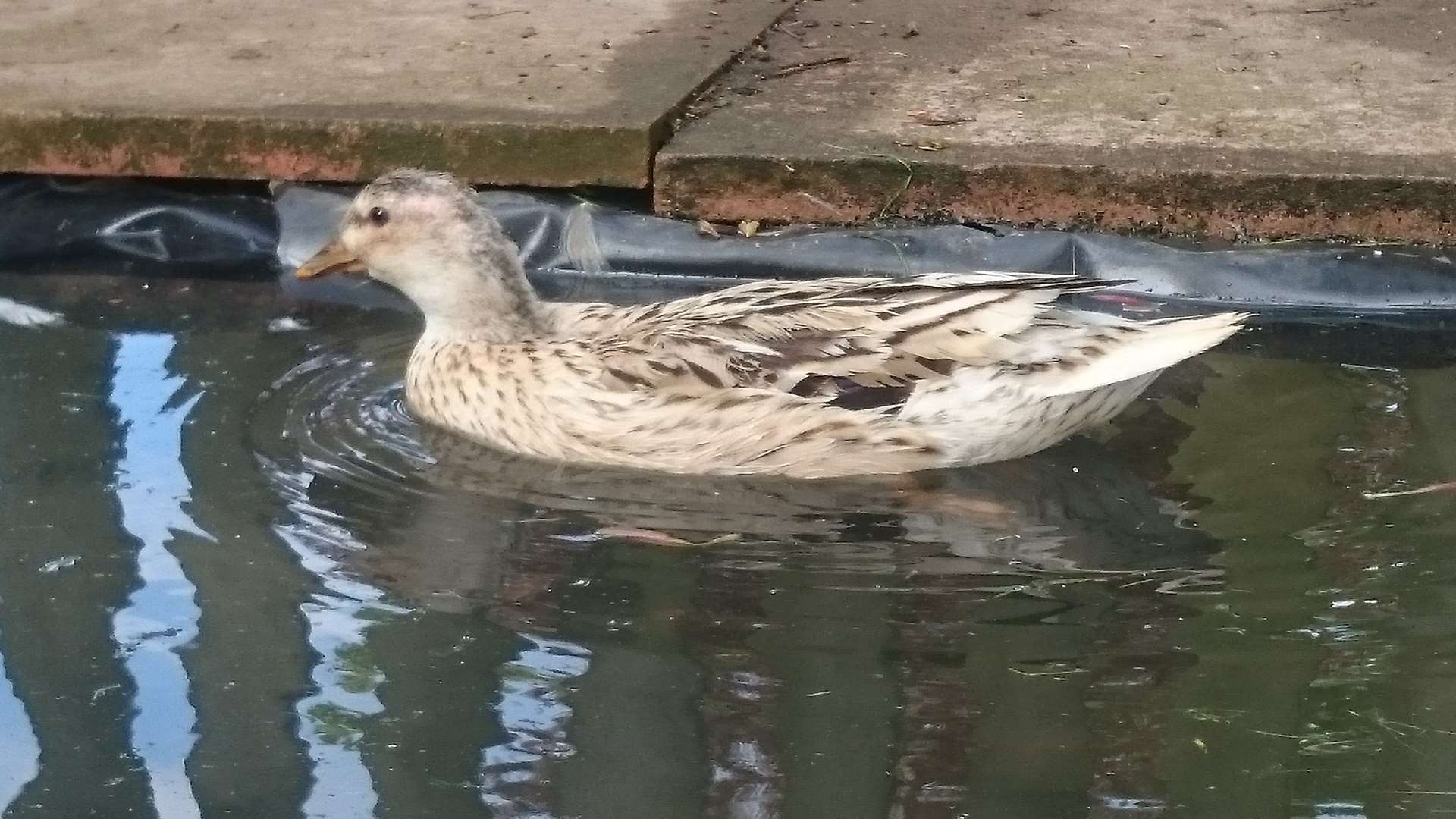 The ducks made up part of the pet area that the school has