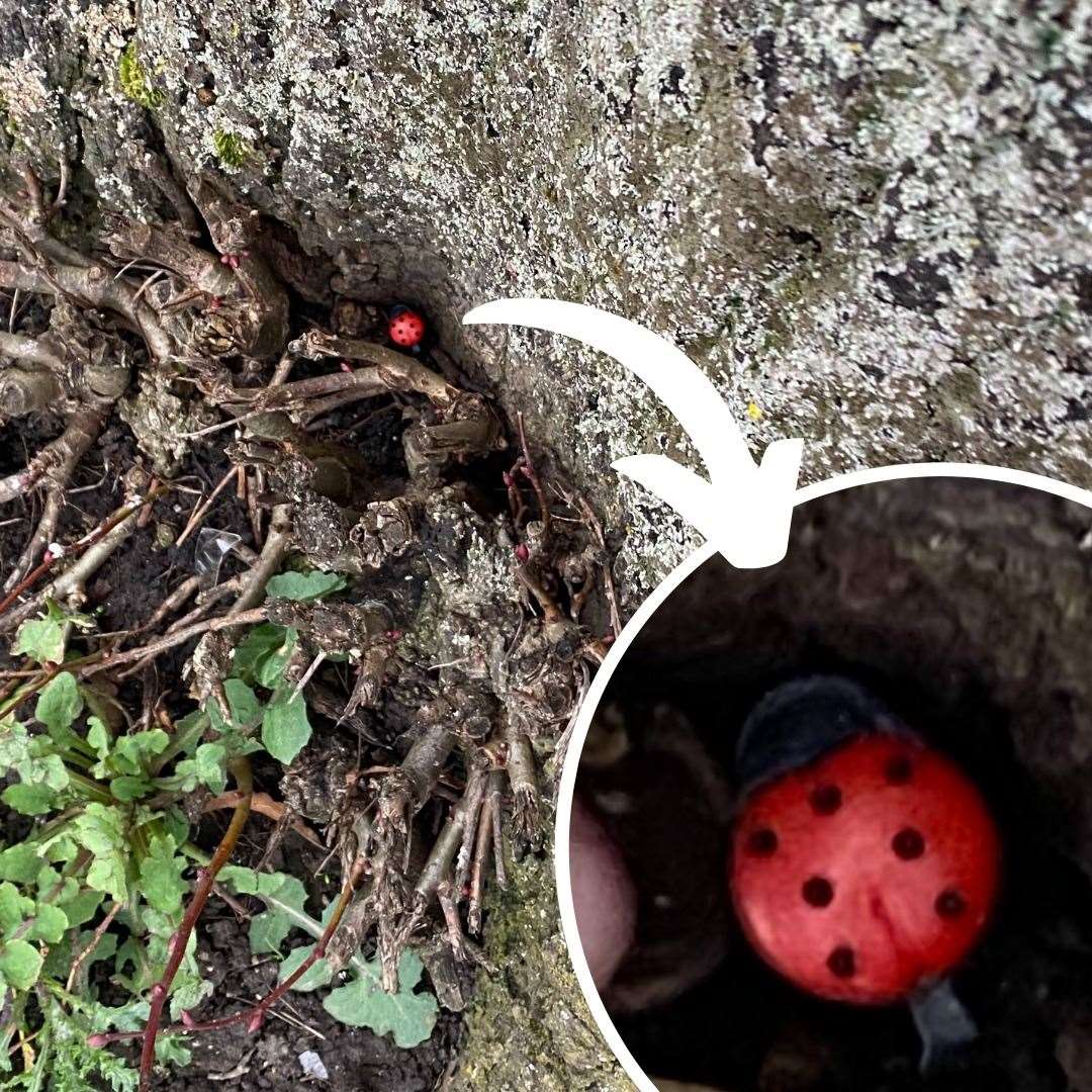 A 'micro-cache' spotted in Twydall looks like a ladybird but includes a logbook for adventurers to sign