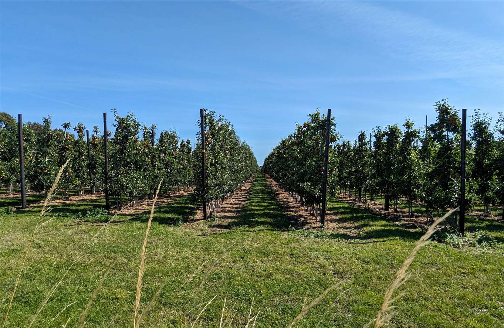 The route passed numerous orchards on the way to the coast