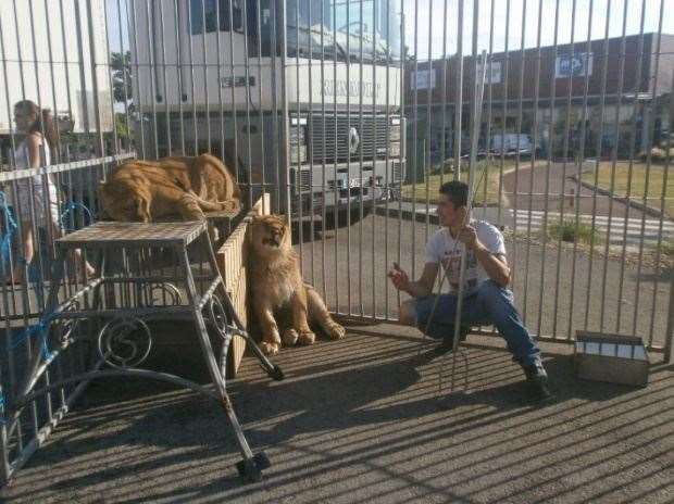 Two lions were recently rescued from a circus by the Aspinall Foundation. Picture: Port Lympne