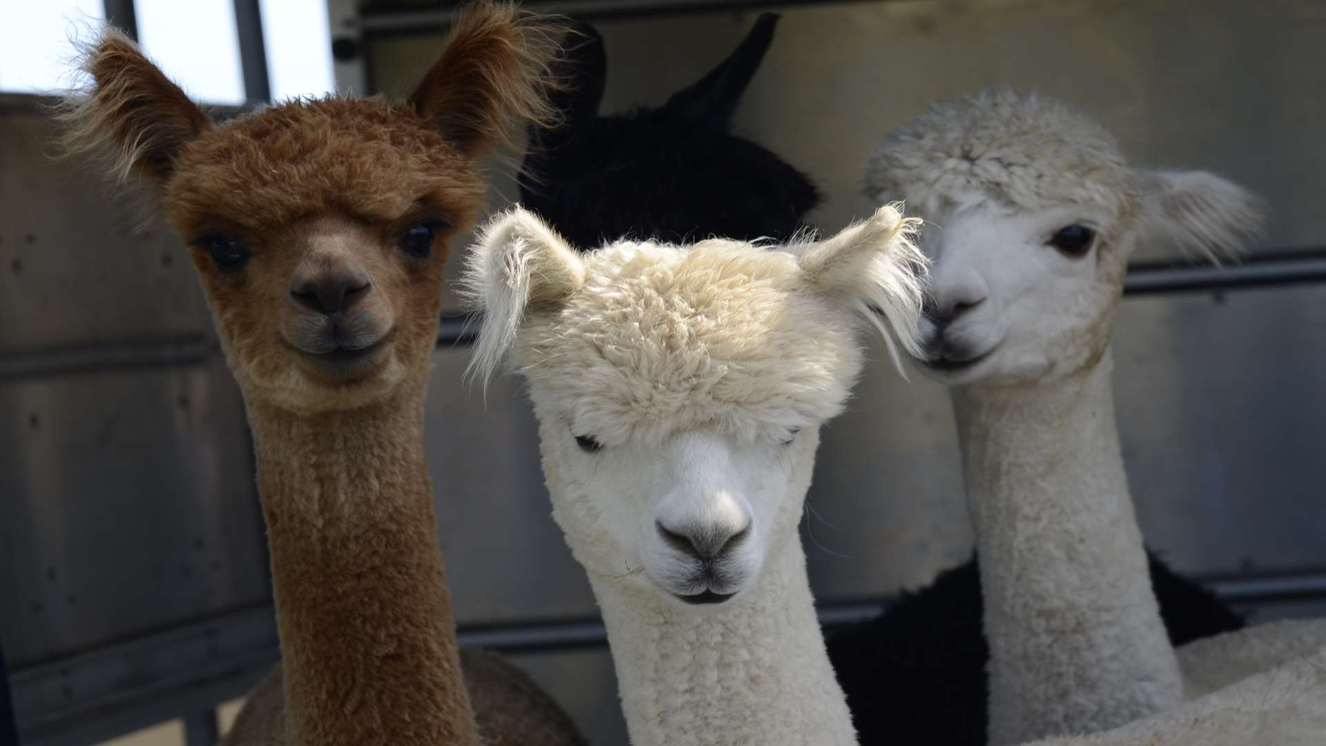 The well known Haguelands alpacas