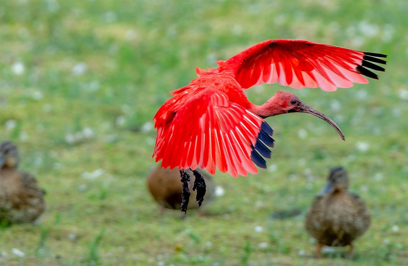 The Scarlet ibis flying at Stodmarsh Nature Reserve near Canterbury. Picture: Shane Vale