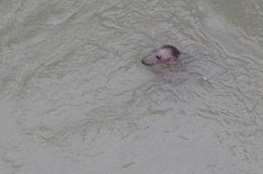 Davina the seal at Dungeness power station