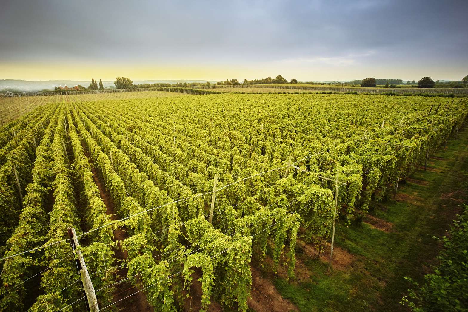 Parsonage Farm hops in Kent