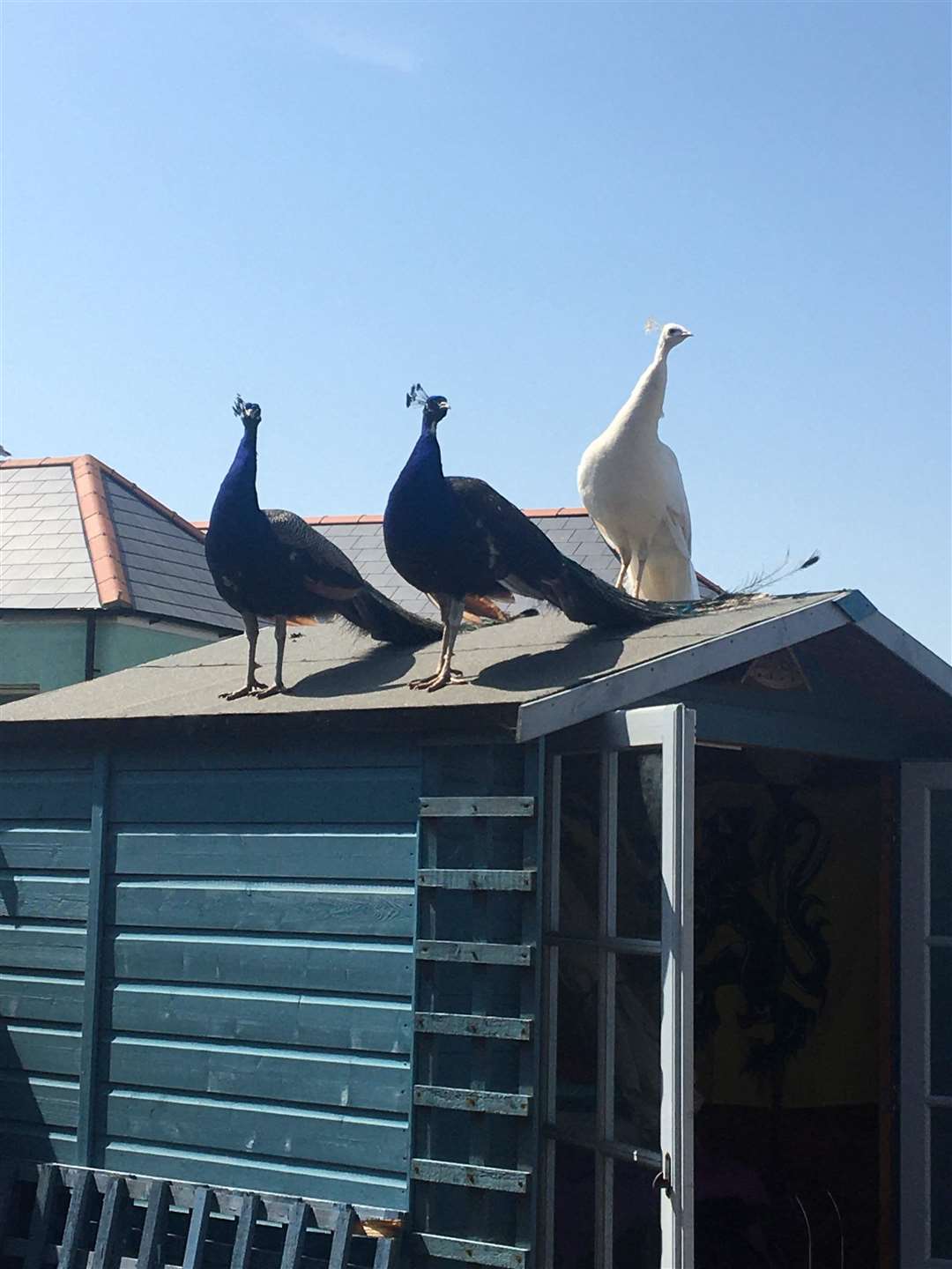 The birds also have their own Facebook page set up by Jo Smith who snapped them in her garden in Bridgeside Picture: Jo Smith