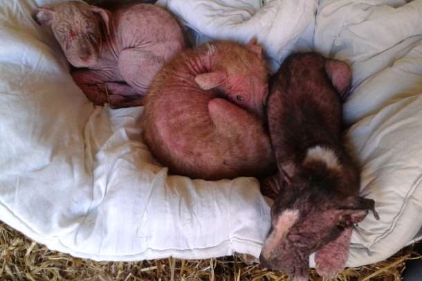 The puppies became sunburnt after being abandoned in a street with a skin condition so bad they were virtually bald. Pictures: John Coomes