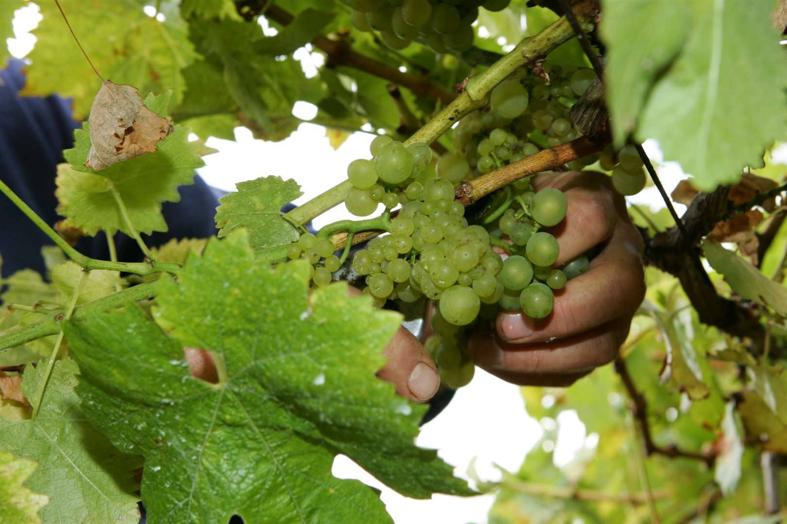 Biddenden Vineyards