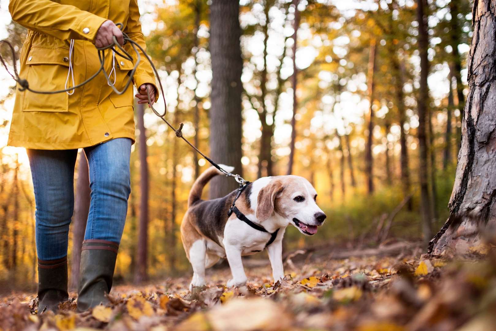 Plans have been submitted to turn tennis courts behind Acacia Hall in Dartford into a dog park