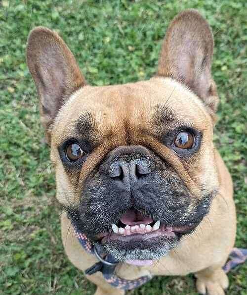 Yoda the French Bulldog. Picture: Last Chance Animal Rescue