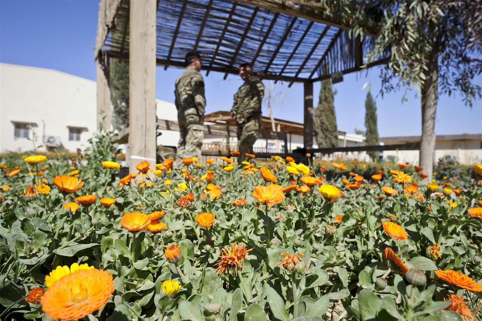 Good for beginners, marigolds can also be eaten (Ben Birchall/PA)