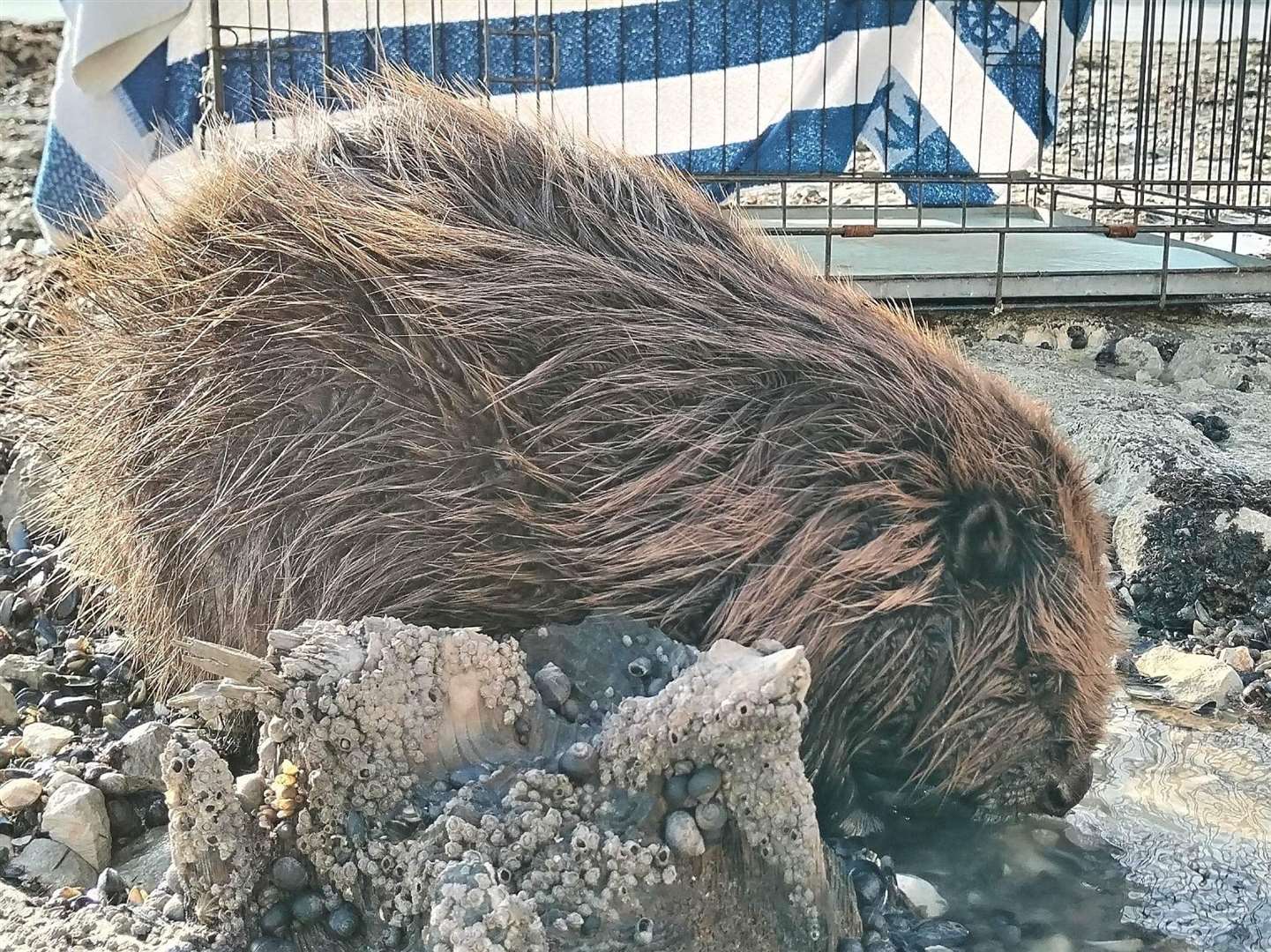 Ramsgate resident Nik Mitchell was first on the scene to the sick beaver. Picture: Nik Mitchell